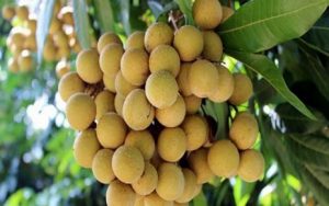 Mơ thấy quả nhãn là điềm lành hay điềm dữ